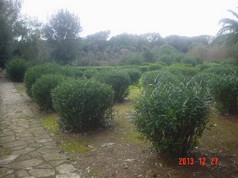 DSC06672.jpg